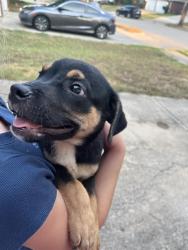 Found/Stray Male Dog last seen Teal and Birchbend ln, Fort Worth, TX 76137