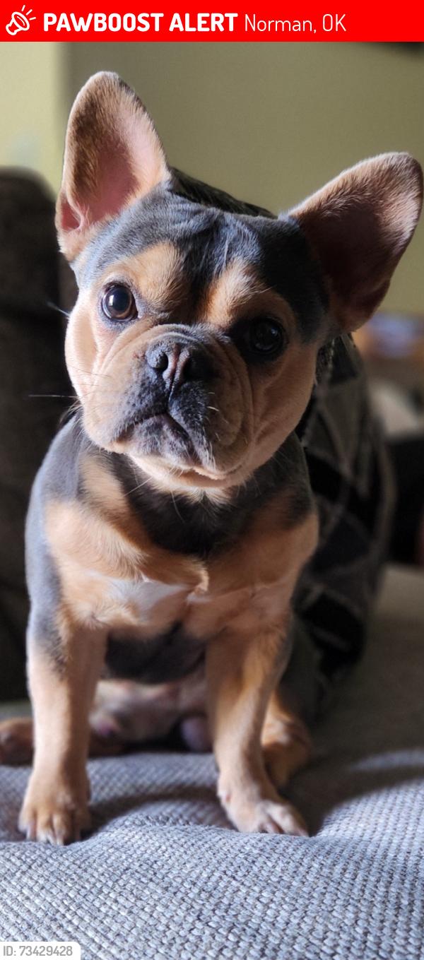 Lost Male Dog last seen Oakhurst ave , imhoff, highway nine, Norman, OK 73071