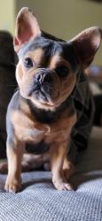 Lost Male Dog last seen Oakhurst ave , imhoff, highway nine, Norman, OK 73071