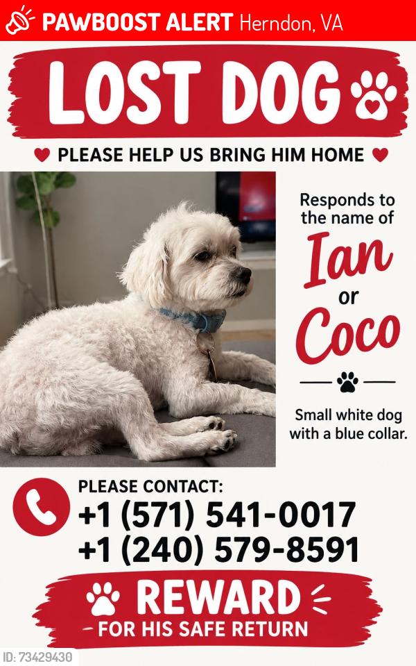 Lost Male Dog last seen Herdon, Herndon, VA 20171