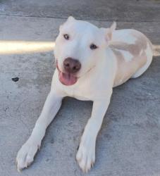 Lost Male Dog last seen Route 66, Hesperia Road, Victorville Library, Victorville, CA 92395