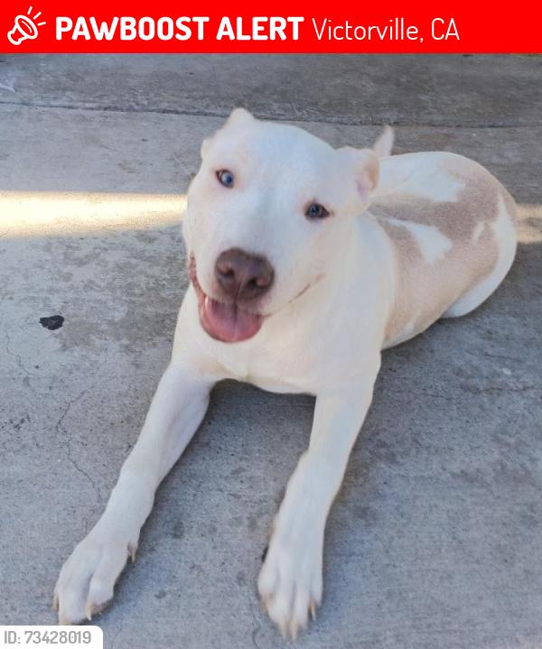 Lost Male Dog last seen Route 66, Hesperia Road, Victorville Library, Victorville, CA 92395