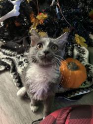 Found/Stray Male Cat last seen W peoria ave N 43rd Ave, Phoenix, AZ 85029