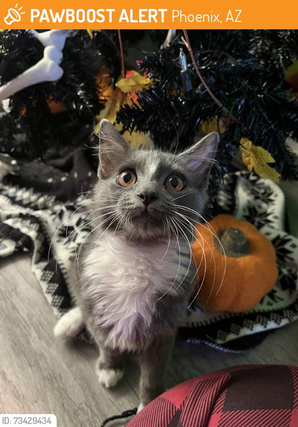 Found/Stray Male Cat last seen W peoria ave N 43rd Ave, Phoenix, AZ 85029