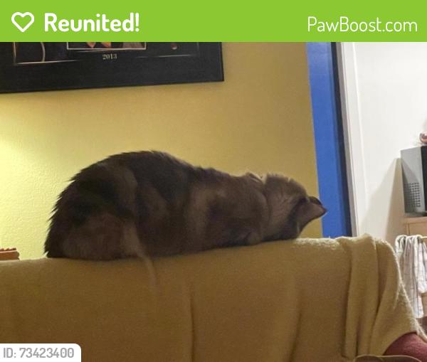 Reunited Female Cat last seen wetherly, La Mesa, CA 91941