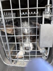Found/Stray Female Dog last seen Mountain vista and White Lane, Bakersfield, CA 93311