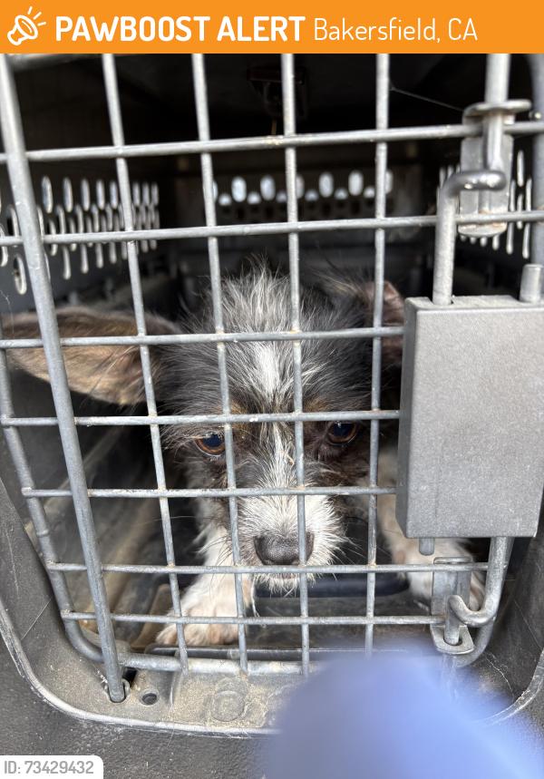 Found/Stray Female Dog last seen Mountain vista and White Lane, Bakersfield, CA 93311