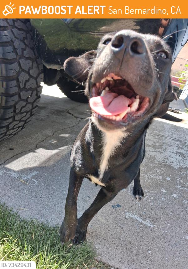 Found/Stray Female Dog last seen H street and w olive street, San Bernardino, CA 92405