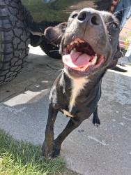 Found/Stray Female Dog last seen H street and w olive street, San Bernardino, CA 92405