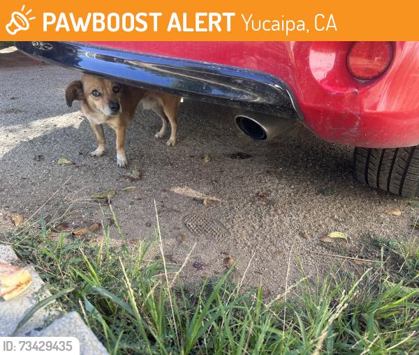 Found/Stray Male Dog last seen Yucaipa blvd, Yucaipa, CA 92399