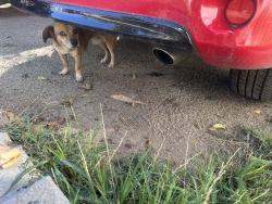Found/Stray Male Dog last seen Yucaipa blvd, Yucaipa, CA 92399