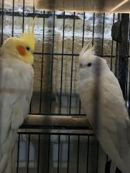 Lost Male Bird last seen Plaza bonita mall, Bonita, CA 91902