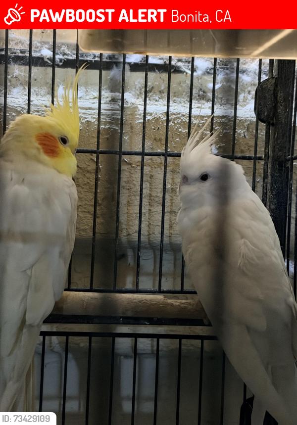 Lost Male Bird last seen Plaza bonita mall, Bonita, CA 91902