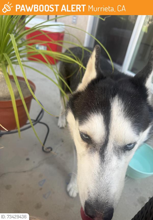 Found/Stray Female Dog last seen palermo ct murrieta, Murrieta, CA 92563
