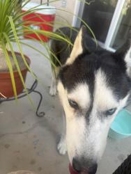 Found/Stray Female Dog last seen palermo ct murrieta, Murrieta, CA 92563