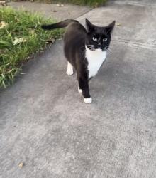 Found/Stray Male Cat last seen East utica, Utica, NY 13501