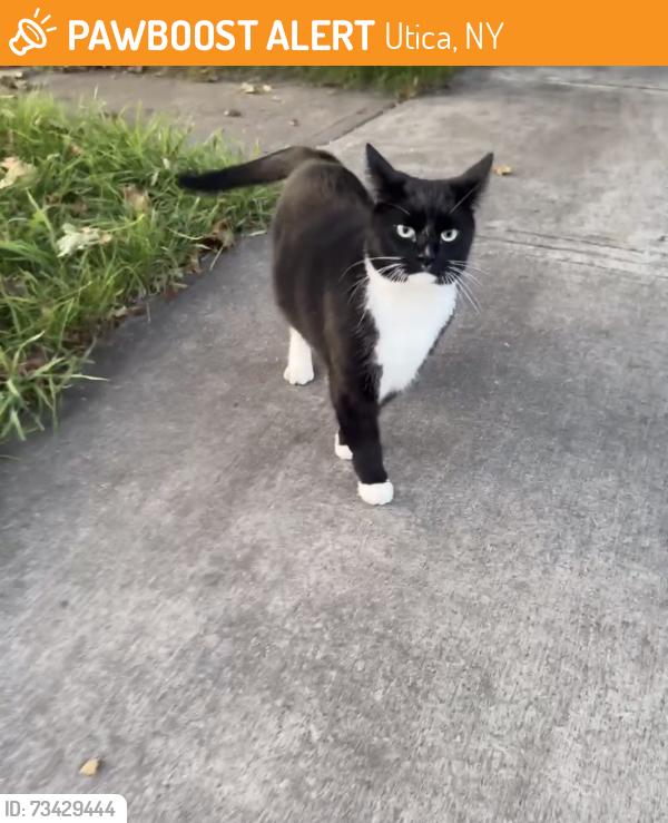 Found/Stray Male Cat last seen East utica, Utica, NY 13501