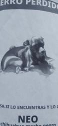 Lost Male Dog last seen 47th bond st., Oakland, CA 94601