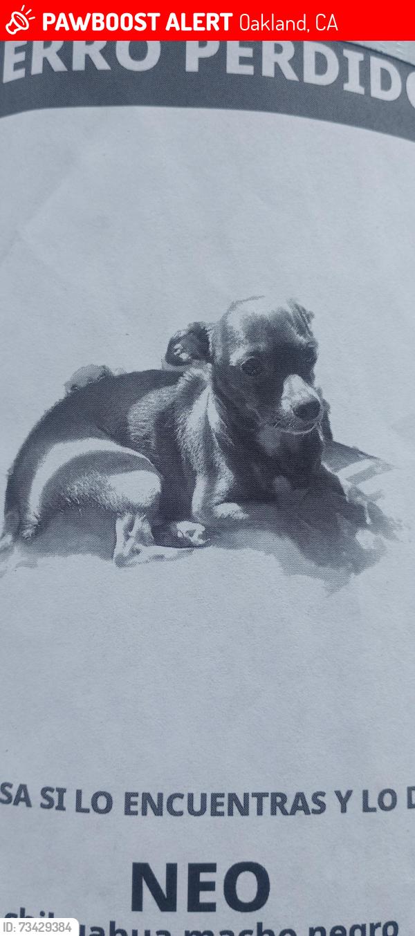 Lost Male Dog last seen 47th bond st., Oakland, CA 94601