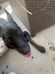 Found/Stray Male Dog last seen palermo ct, Murrieta, CA 92563