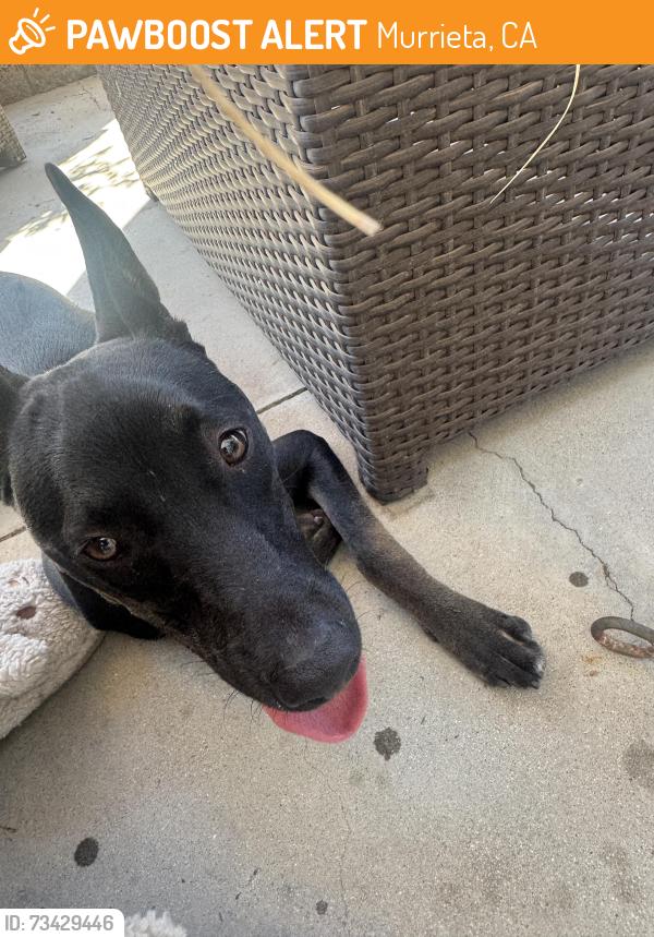 Found/Stray Male Dog last seen palermo ct, Murrieta, CA 92563