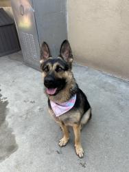 Lost Female Dog last seen Paramount blvd / 105 FWY, Paramount, CA 90723