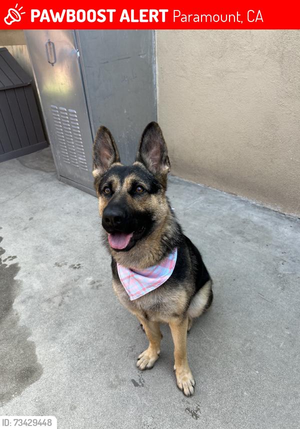 Lost Female Dog last seen Paramount blvd / 105 FWY, Paramount, CA 90723