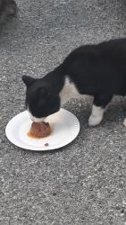 Lost Male Cat last seen Marcy Place and Grand Cocourse, The Bronx, NY 10468