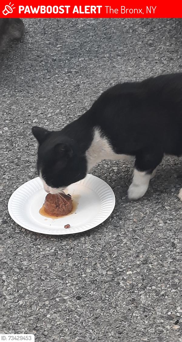 Lost Male Cat last seen Marcy Place and Grand Cocourse, The Bronx, NY 10468