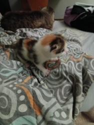 Lost Female Cat last seen Studio 6, Jacksonville, FL 32257