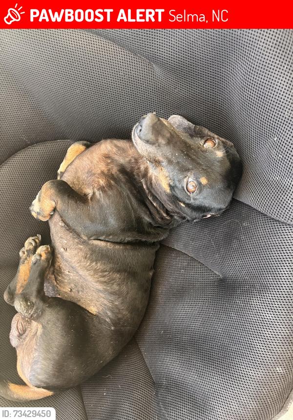 Lost Male Dog last seen Waddell Street. Selma, Selma, NC 27576