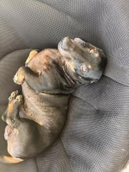 Lost Male Dog last seen Waddell Street. Selma, Selma, NC 27576