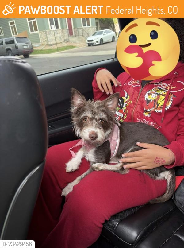 Found/Stray Female Dog last seen 100th and ura ln between the trailer park and hses, Federal Heights, CO 80221
