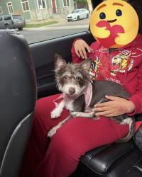 Found/Stray Female Dog last seen 100th and ura ln between the trailer park and hses, Federal Heights, CO 80221