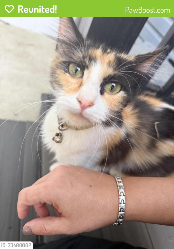Reunited Female Cat last seen Tyson Ave, Philadelphia, PA 19111