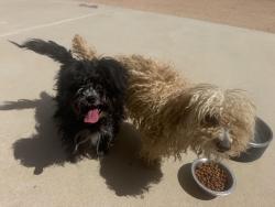 Found/Stray Female Dog last seen Hollister Ave. & Escondido Ave., Hesperia, CA 92344