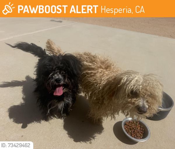 Found/Stray Female Dog last seen Hollister Ave. & Escondido Ave., Hesperia, CA 92344