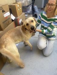 Reunited Male Dog last seen Hogarth Wy, El Dorado Hills, CA 95762, USA, El Dorado Hills, CA 95762