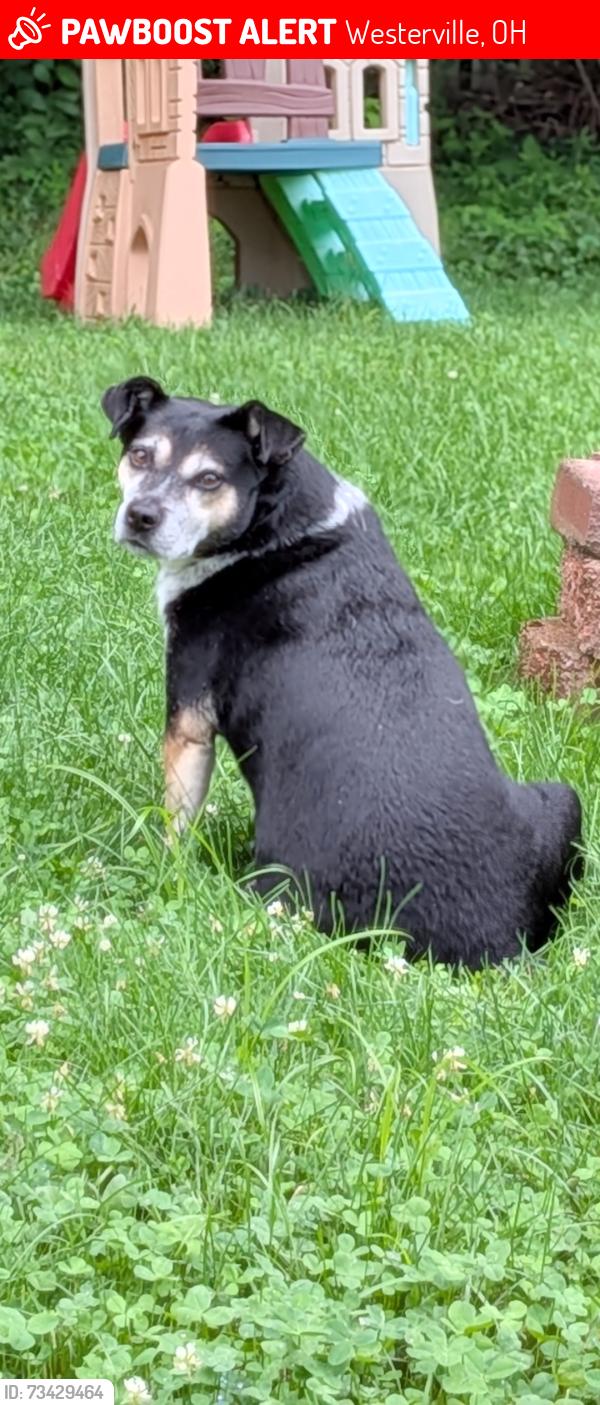 Lost Female Dog last seen Worthington Rd, Westerville, OH 43082