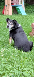 Lost Female Dog last seen Worthington Rd, Westerville, OH 43082
