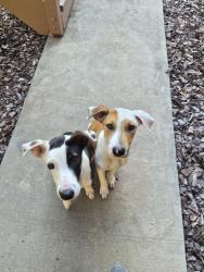 Found/Stray Unknown Dog last seen Grainland Drive and Lewisville Vienna, Lewisville, NC 27023