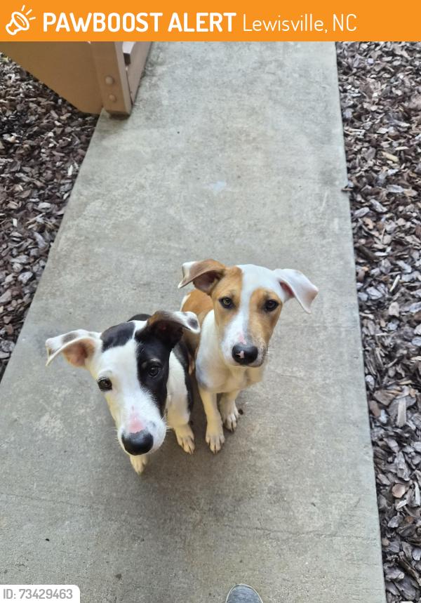 Found/Stray Unknown Dog last seen Grainland Drive and Lewisville Vienna, Lewisville, NC 27023