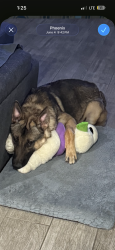 Reunited Male Dog last seen W ceton dr , phoenix, Laveen, AZ 85339