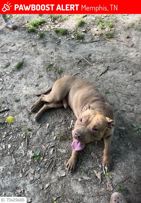 Lost Male Dog last seen Park and highland, Memphis, TN 38111