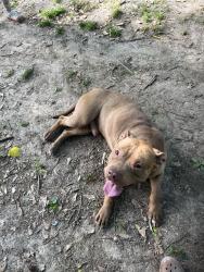 Lost Male Dog last seen Park and highland, Memphis, TN 38111