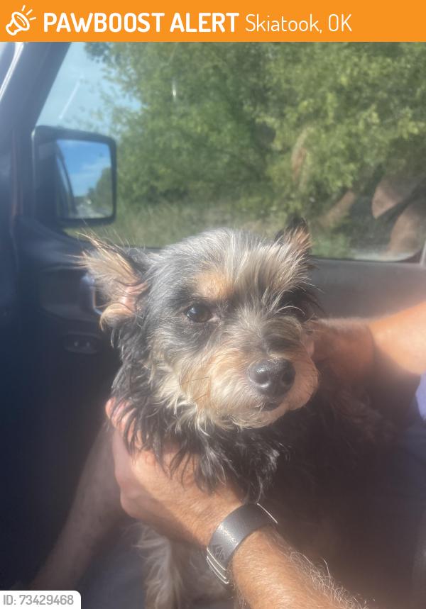 Found/Stray Unknown Dog last seen Osage Prairie Trail, Skiatook, OK 74073