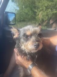 Found/Stray Unknown Dog last seen Osage Prairie Trail, Skiatook, OK 74073