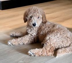 Lost Male Dog last seen Home Depot, Fort Worth, TX 76108