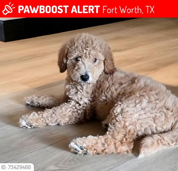 Lost Male Dog last seen Home Depot, Fort Worth, TX 76108