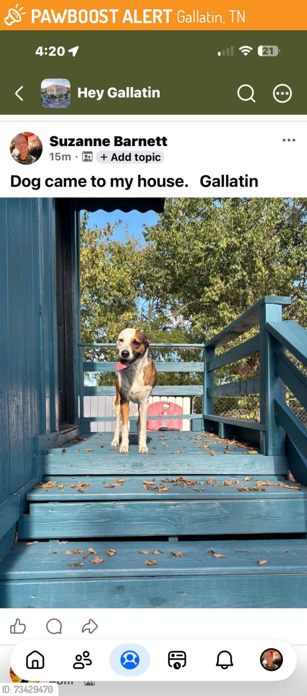 Found/Stray Female Dog last seen Hartsville pike. Stone Cottage, Gallatin, TN 37066